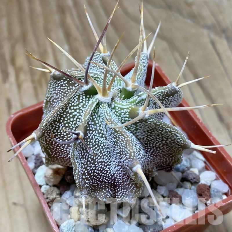 SH22675 Astrophytum ornatum