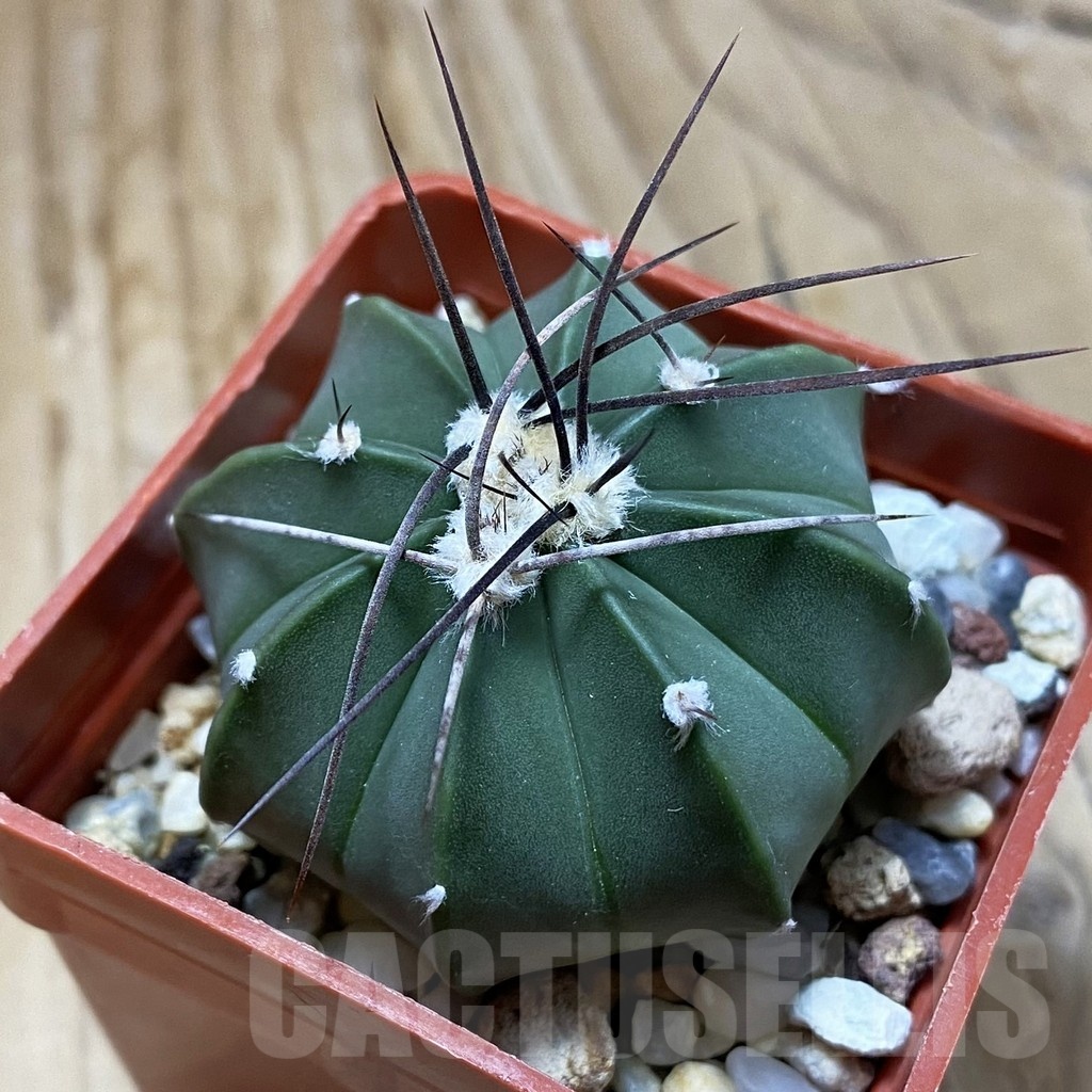 SH22676 Astrophytum senile x asterias