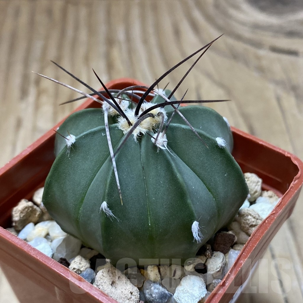 SH22676 Astrophytum senile x asterias - Image 2