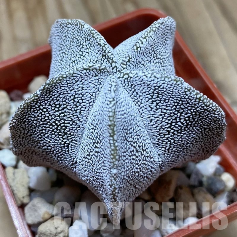 SH22677 Astrophytum myriostigma ‘Onzuka’