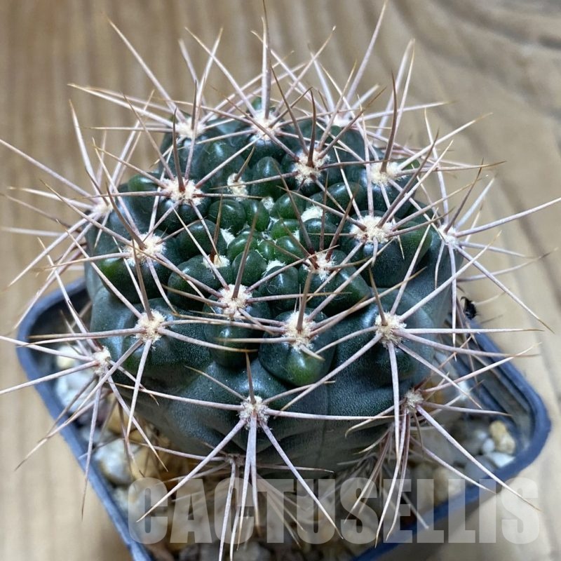 SH22678 Gymnocalycium neuhuberi STO 541