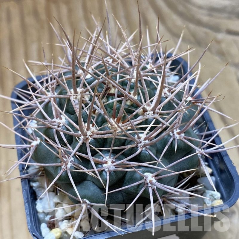 SH22679 Gymnocalycium neuhuberi STO 541