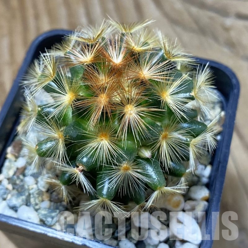 SH22629 Mammillaria carmenae f. rubrispina