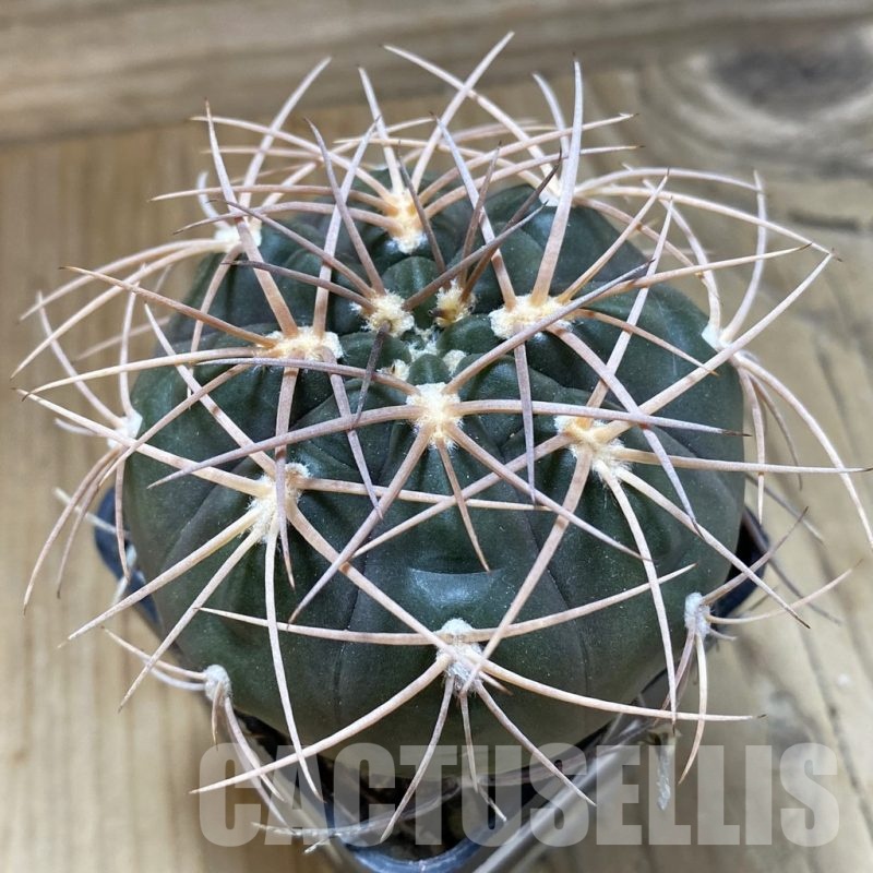 SH22681 Gymnocalycium schmidianum