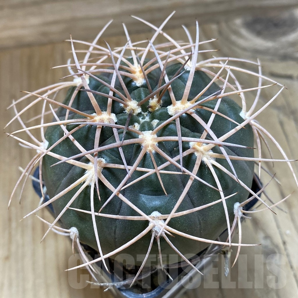 SH22681 Gymnocalycium schmidianum