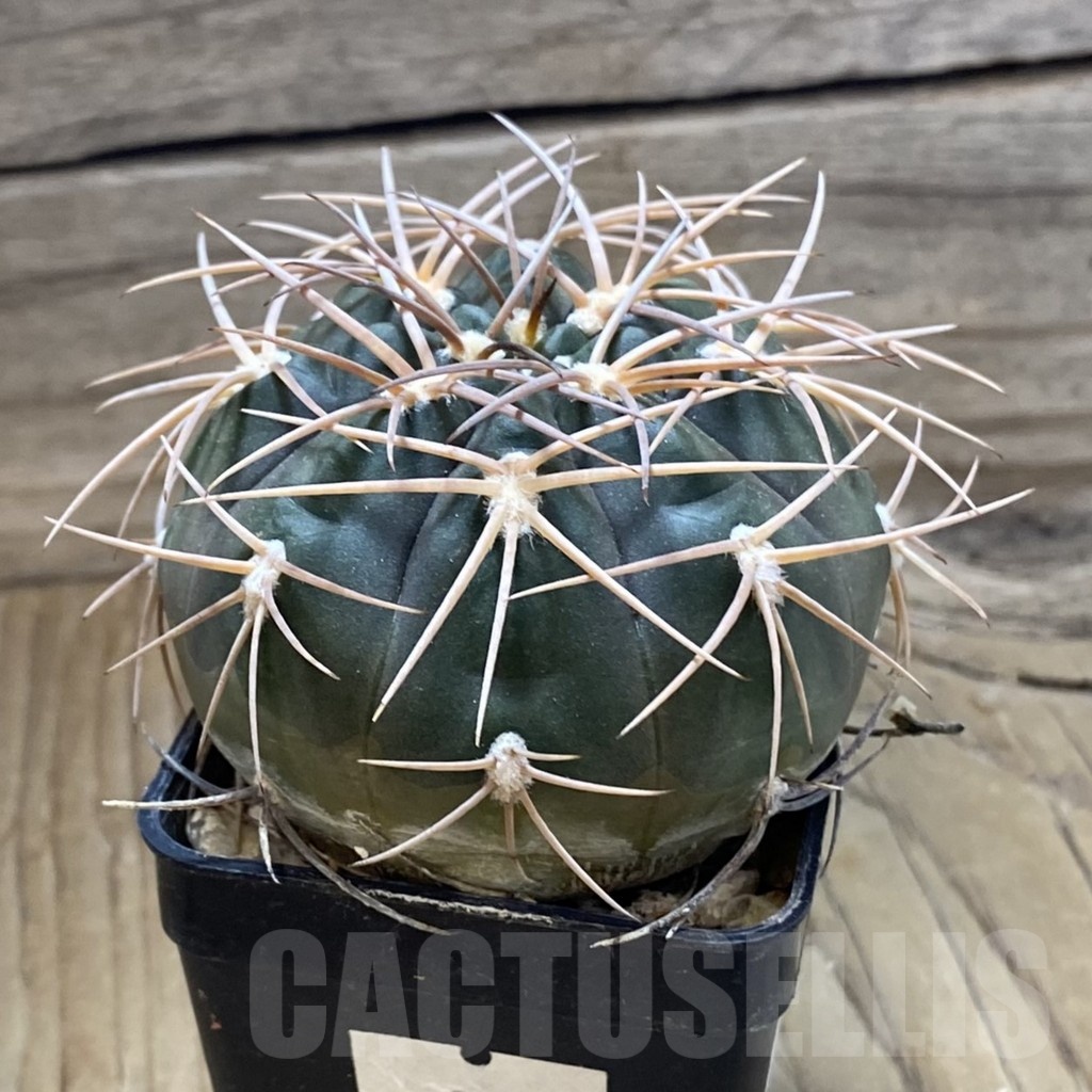 SH22681 Gymnocalycium schmidianum - immagine 2