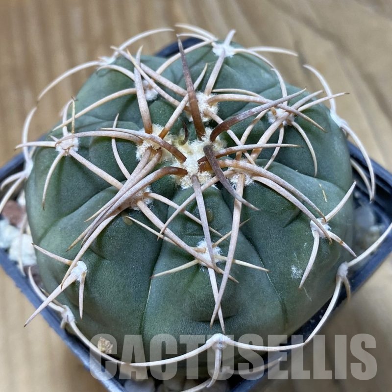 SH22682 Gymnocalycium bayrianum