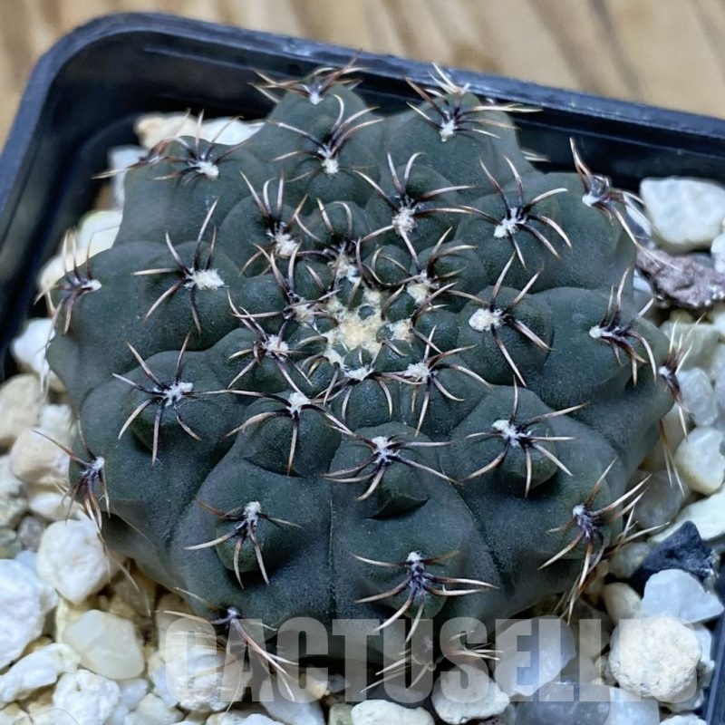 SH22684 Gymnocalycium stellatum v. zantnerianum VG 342