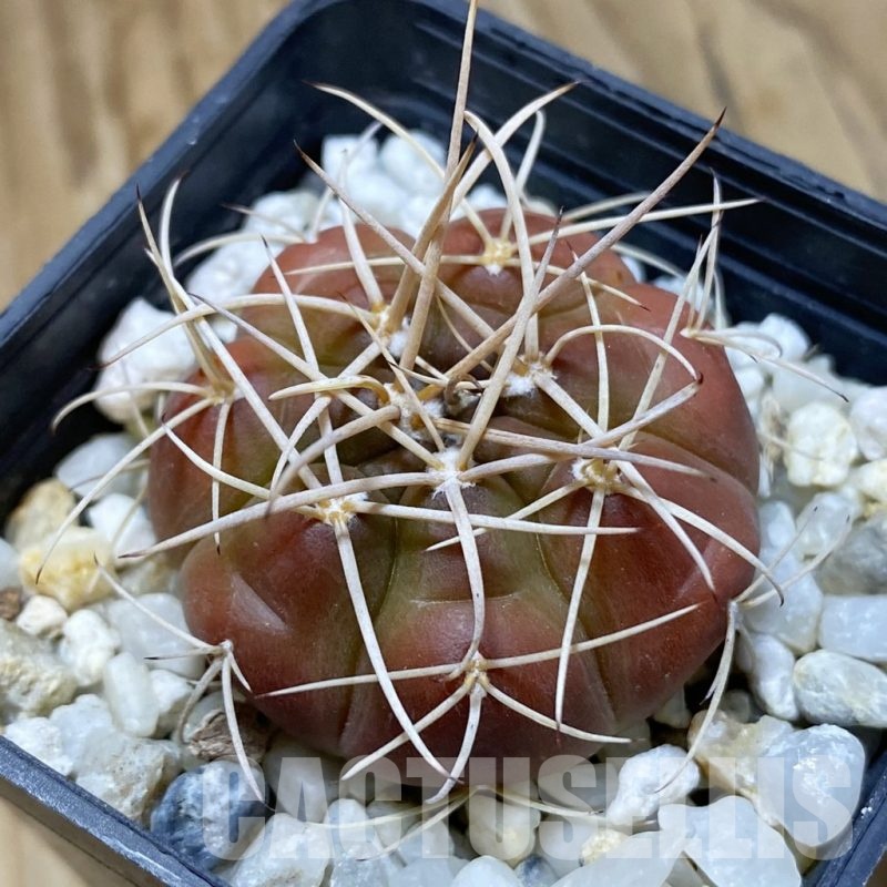 SH22685 Gymnocalycium eurypleurum