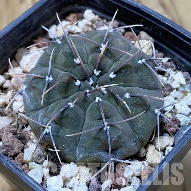 SH22686 Gymnocalycium vatteri