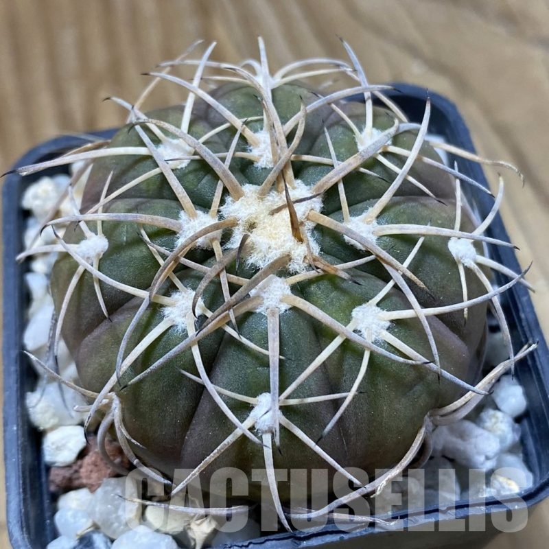 SH22687 Gymnocalycium spegazzinii