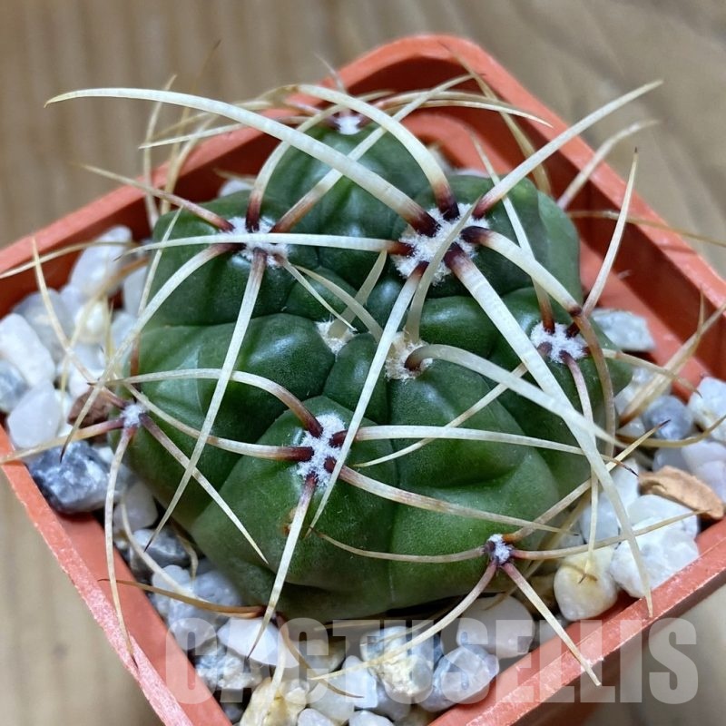 SH22688 Gymnocalycium monvillei ssp. gertrudae VG 1156
