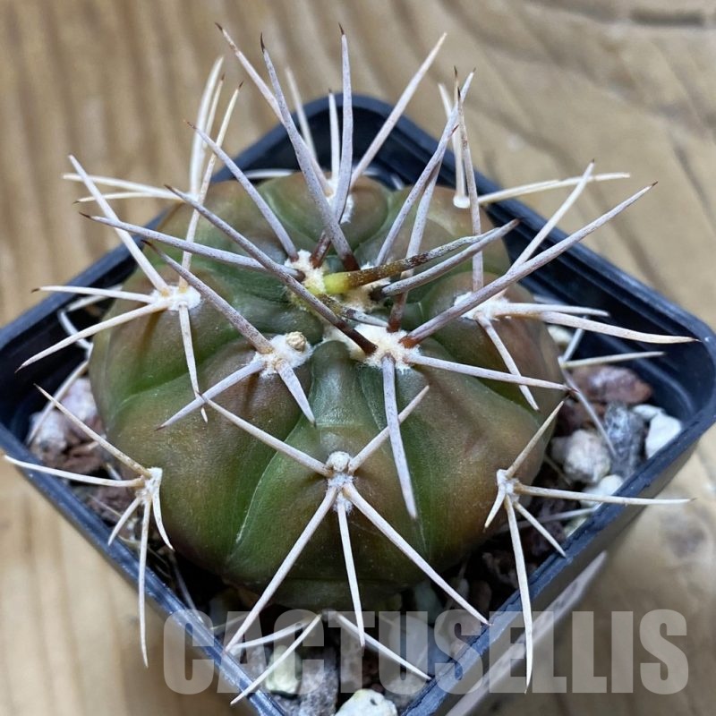 SH22690 Gymnocalycium eurypleurum