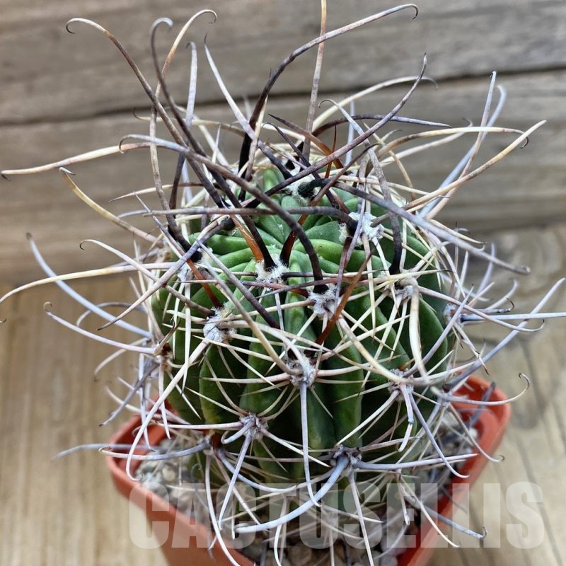 SH22624 Lobivia ferox