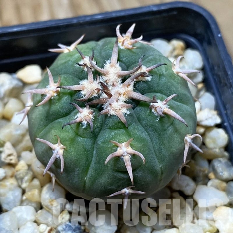 SH22691 Gymnocalycium spegazzinii v. unguispinum SL 443, seedling