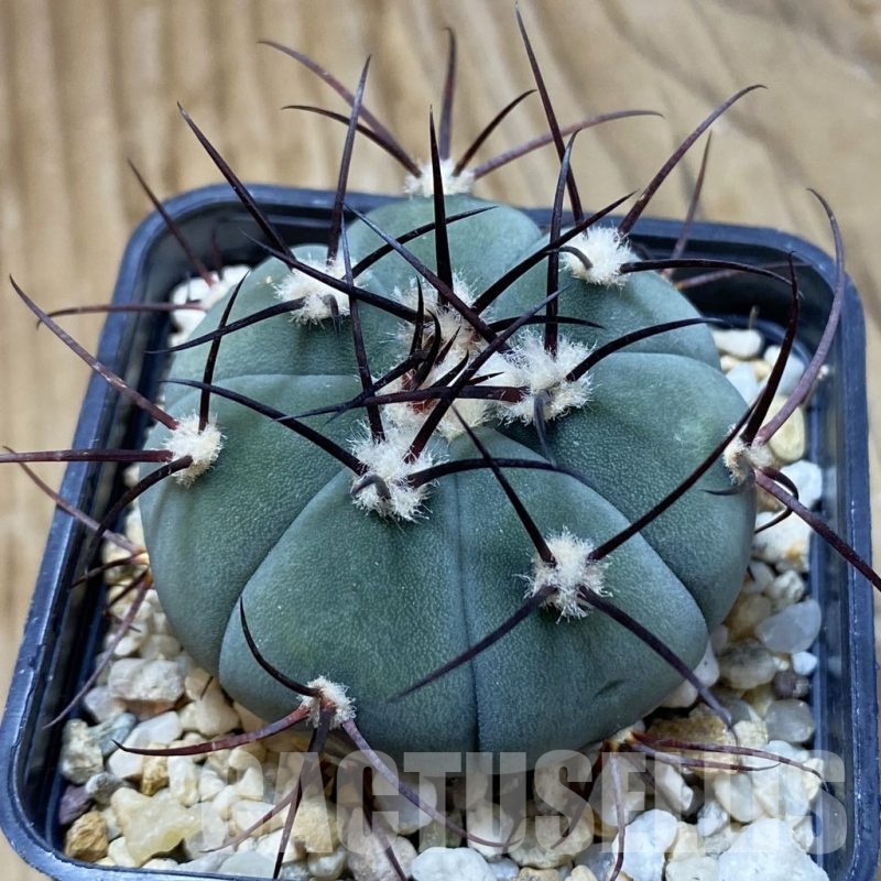 SH22692 Gymnocalycium cabreraense VOS 2122
