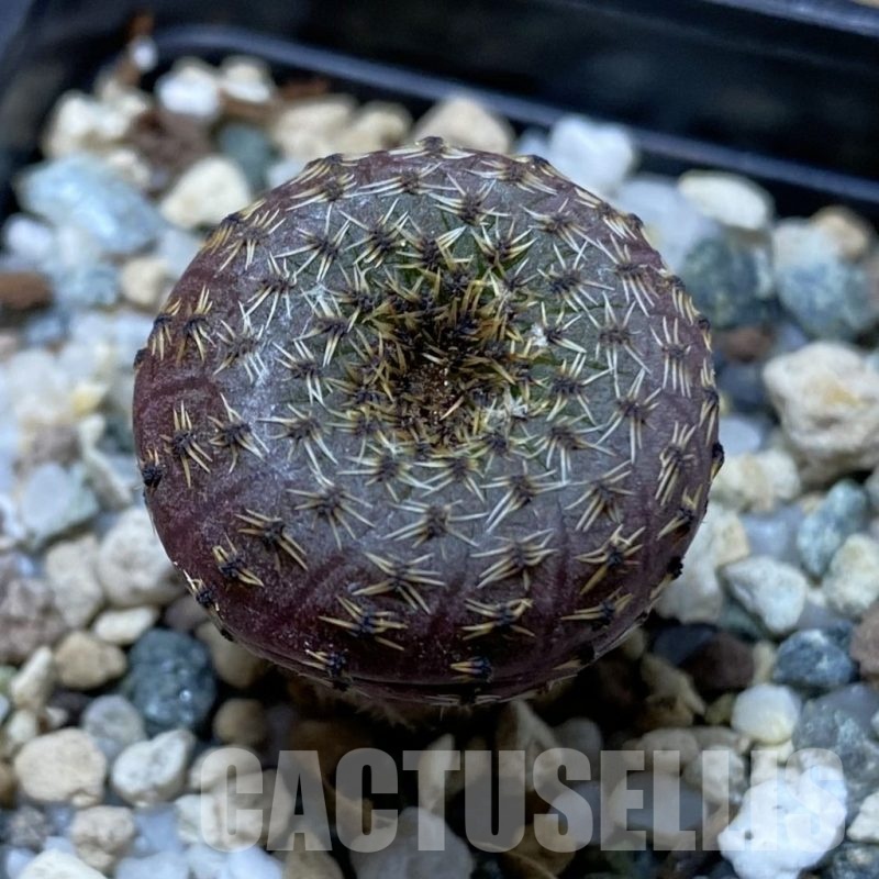 SH22632 Frailea phaeodisca