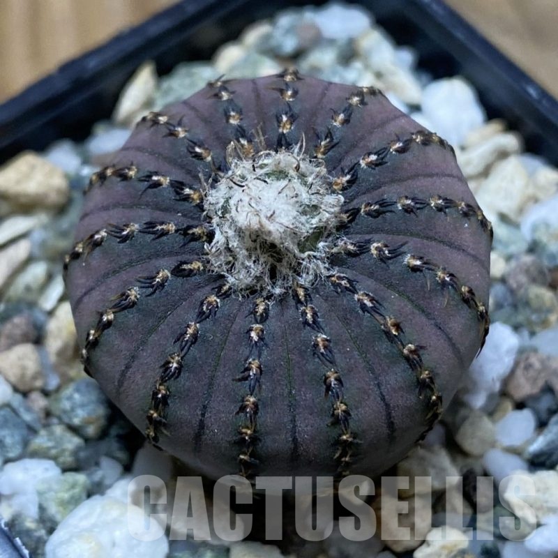 SH22633 Frailea asterioides