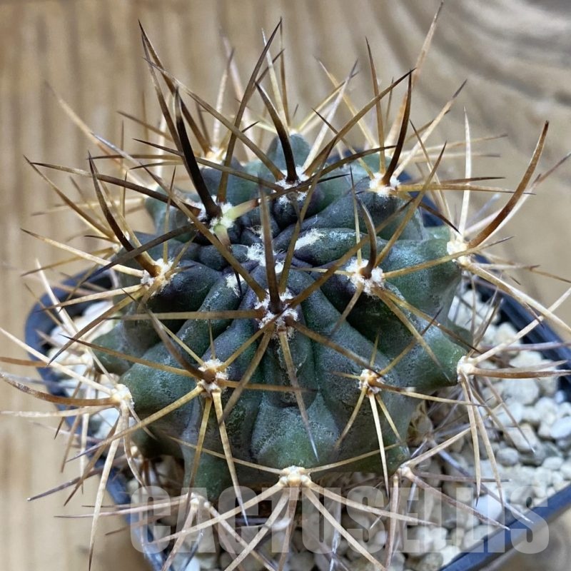 SH22635 Eriosyce curvispina