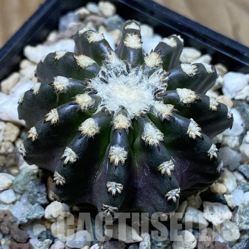 SH22637 Discocactus horstii