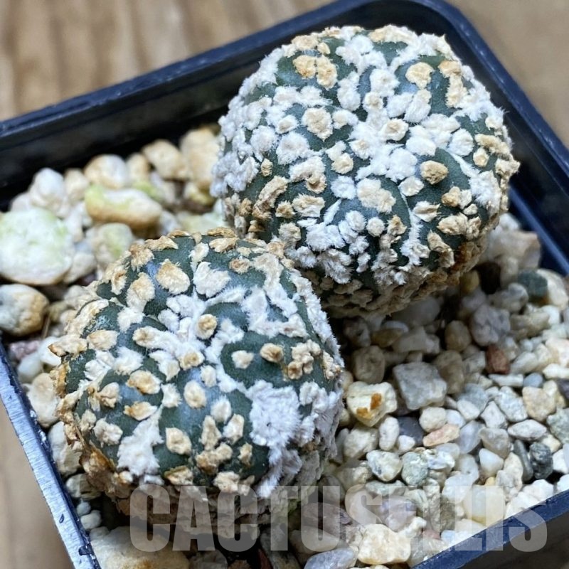 SH22639 Astrophytum asterias ‘Super Kabuto’, 2 plants