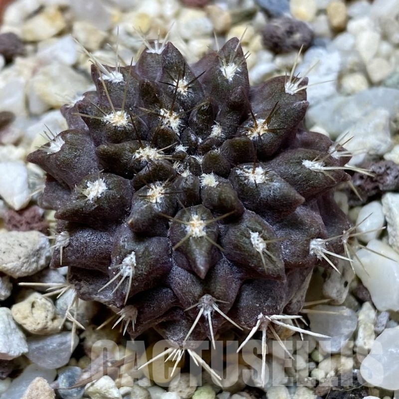 SH22625 Eriosyce aff. occulta