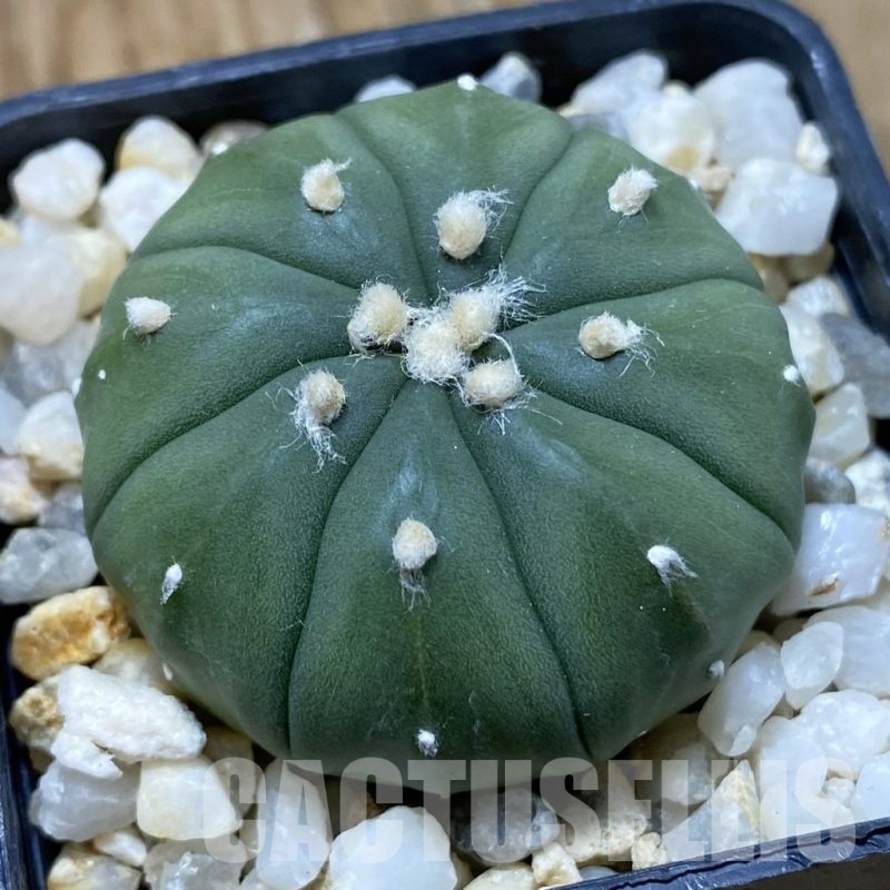 SH22641 Astrophytum asterias f. nudum