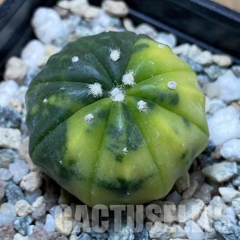 SH22644 Astrophytum asterias f. variegata