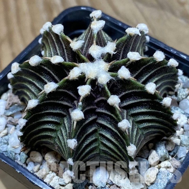 SH22646 Gymnocalycium friedrichii VOS1241