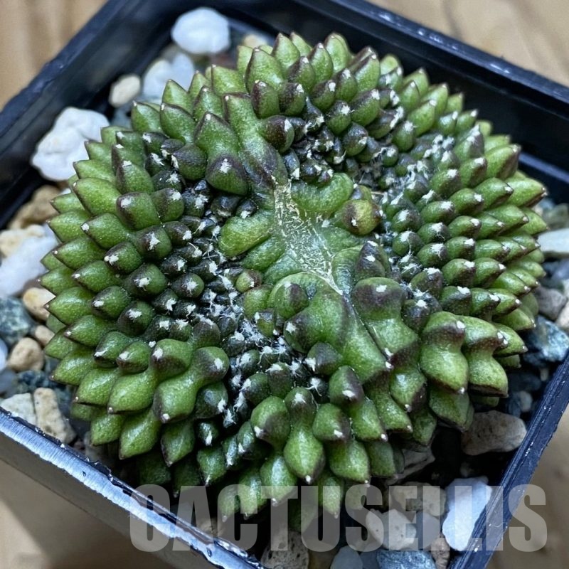 SH22647 Gymnocalycium mihanovichii ‘inermis’