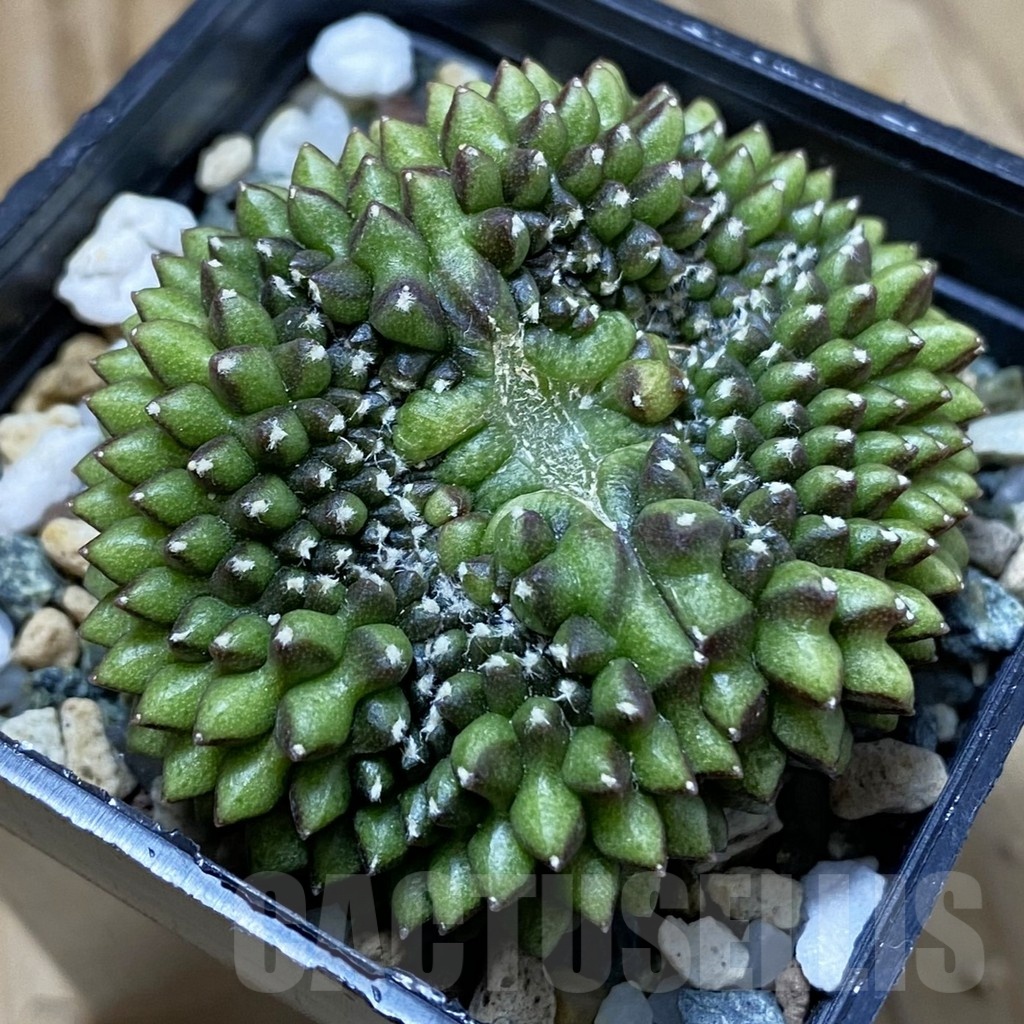 SH22647 Gymnocalycium mihanovichii ‘inermis’