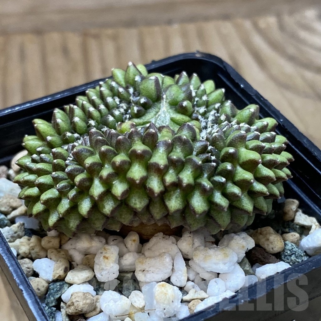 SH22647 Gymnocalycium mihanovichii ‘inermis’ - Image 2