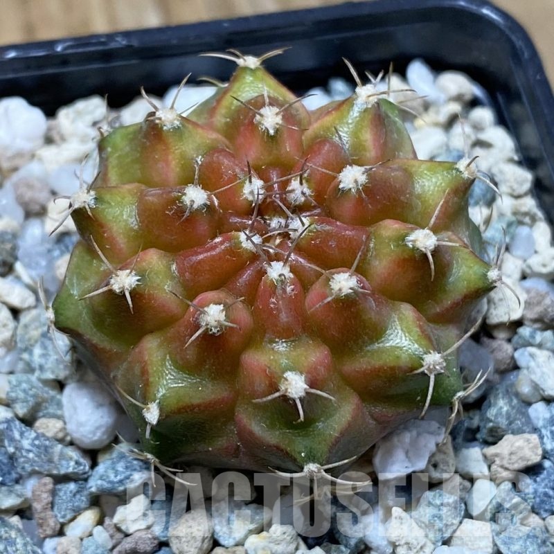 SH22648 Gymnocalycium mihanovichii ‘Neon’ hybrid