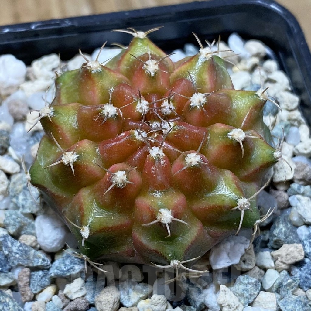 SH22648 Gymnocalycium mihanovichii ‘Neon’ hybrid