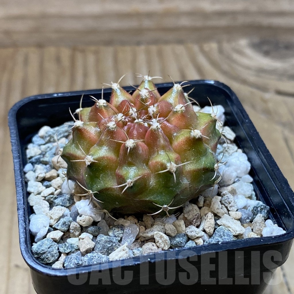 SH22648 Gymnocalycium mihanovichii ‘Neon’ hybrid - immagine 2