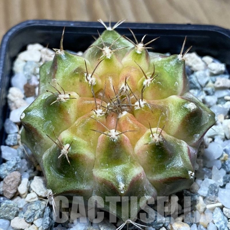 SH22649 Gymnocalycium mihanovichii ‘Neon’ hybrid