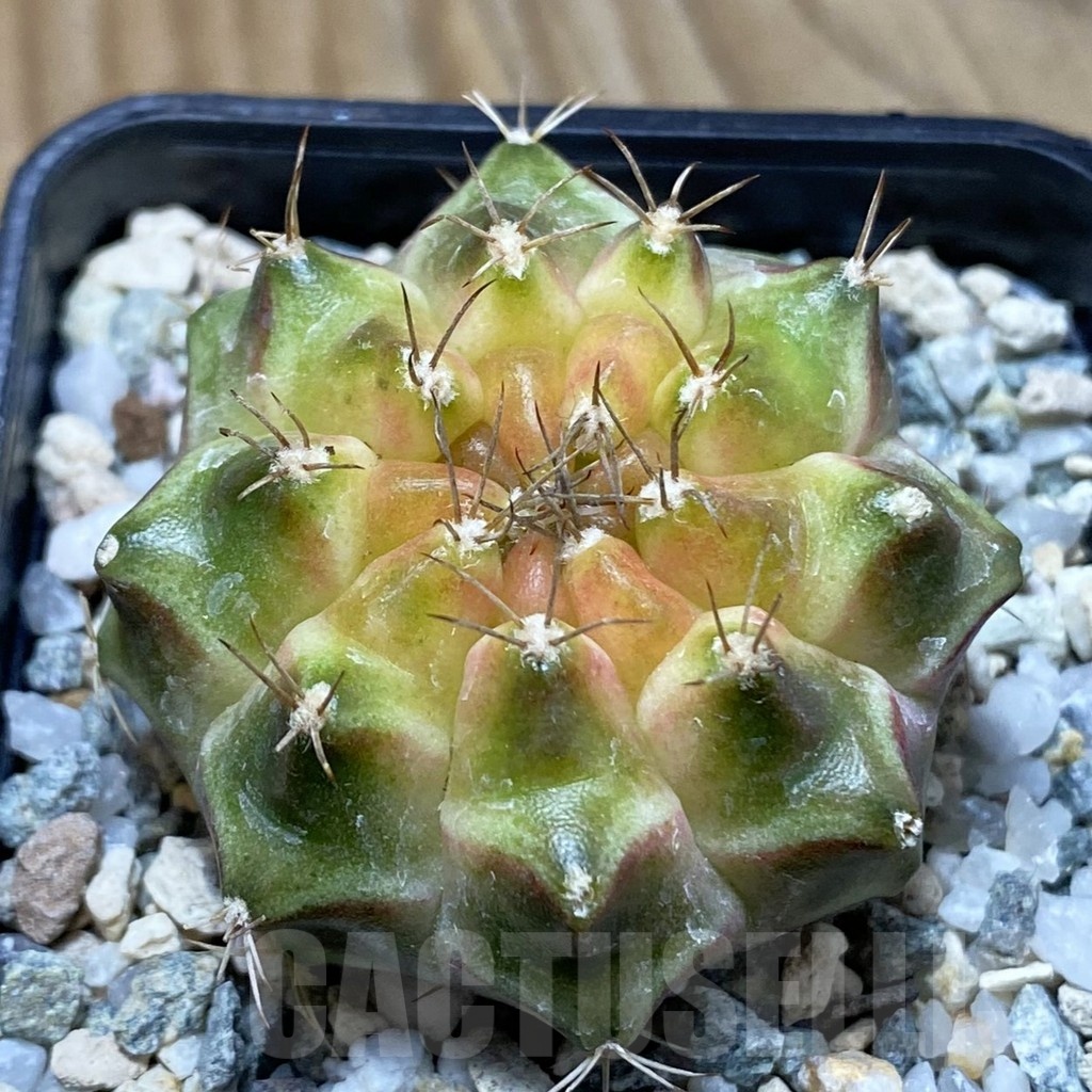 SH22649 Gymnocalycium mihanovichii ‘Neon’ hybrid
