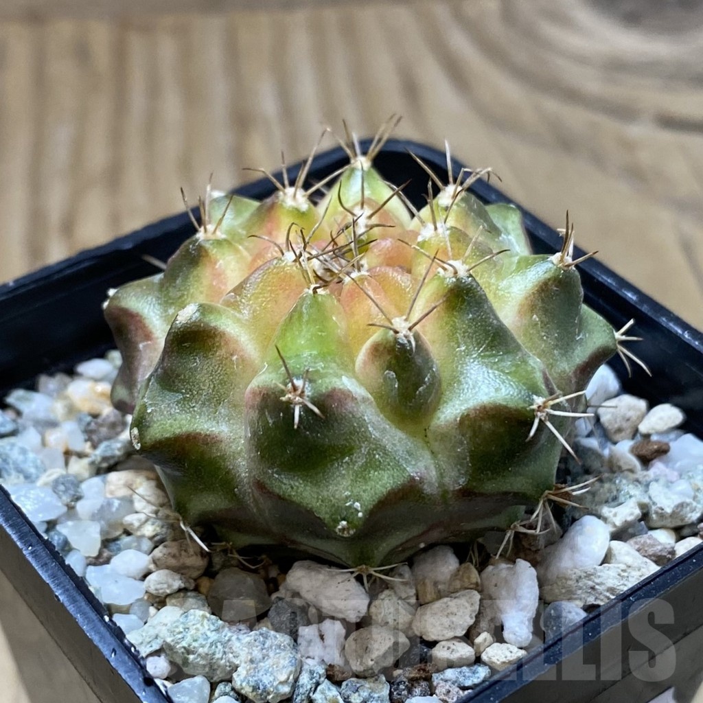 SH22649 Gymnocalycium mihanovichii ‘Neon’ hybrid - Image 2