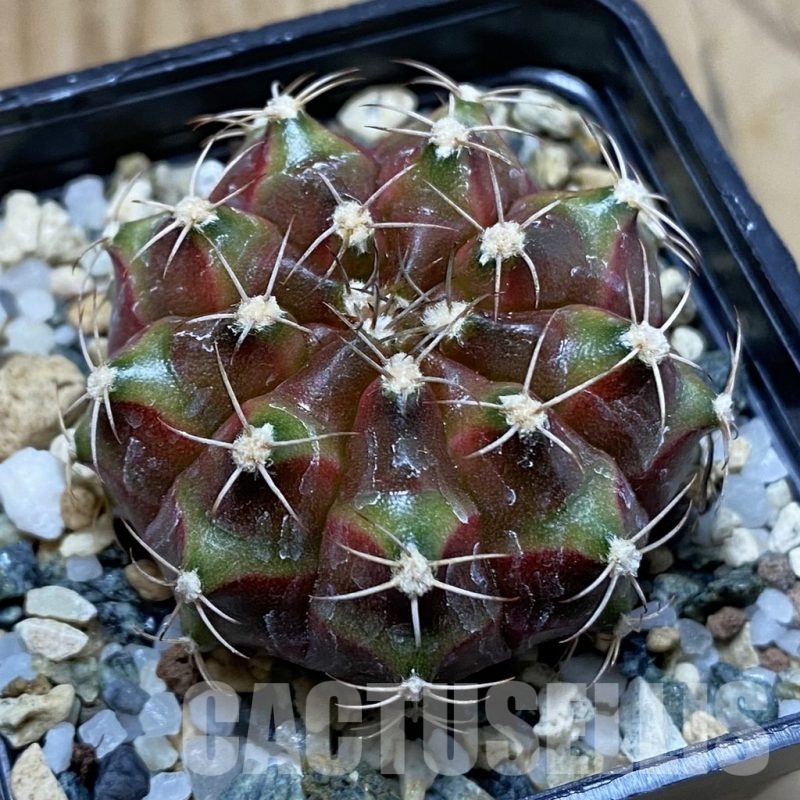 SH22650 Gymnocalycium mihanovichii ‘Neon’ hybrid