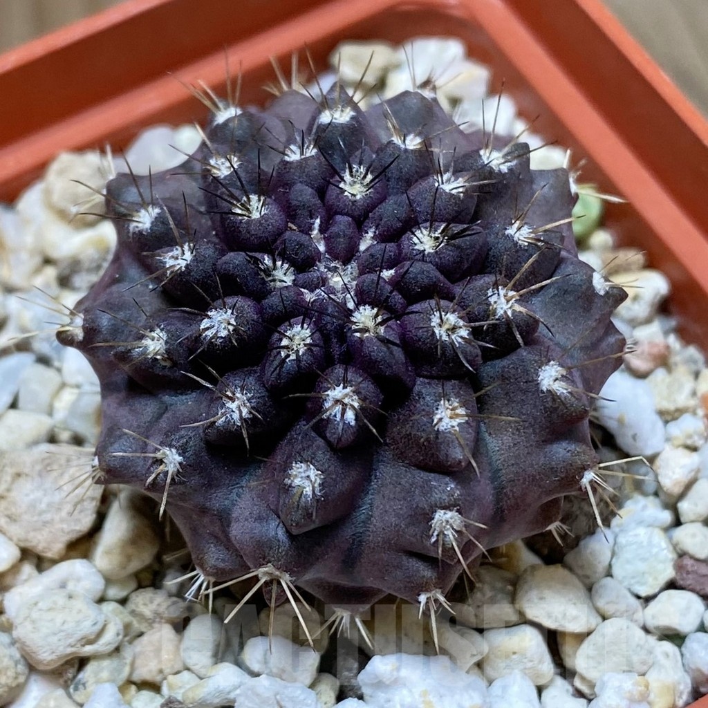 SH22626 Eriosyce aff. occulta