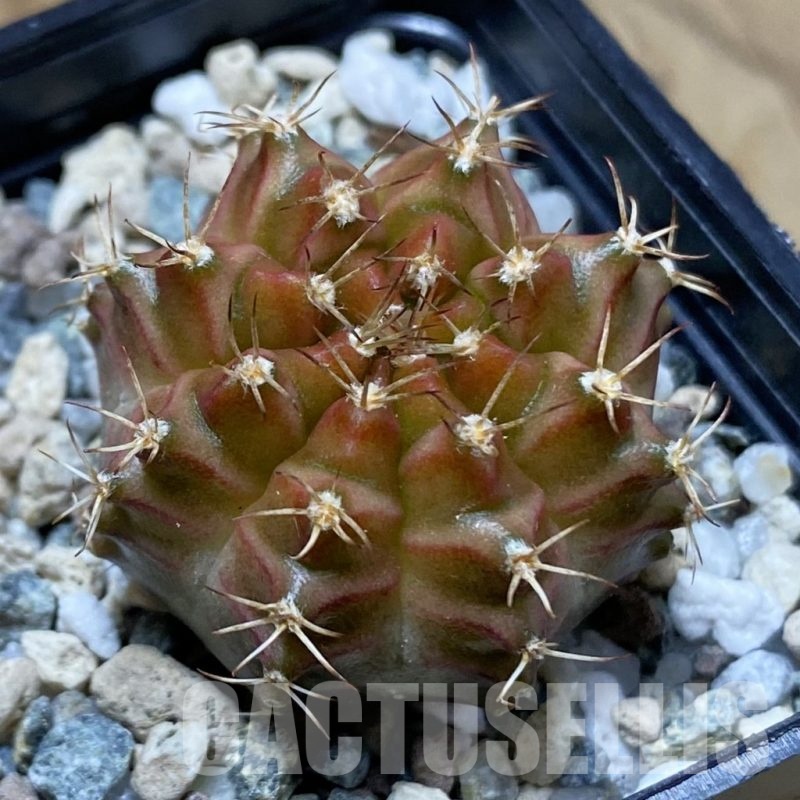 SH22651 Gymnocalycium mihanovichii ‘Neon’ hybrid