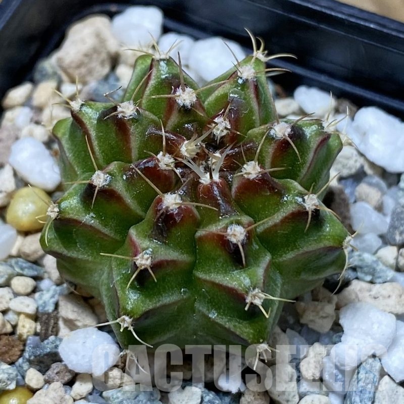 SH22652 Gymnocalycium mihanovichii ‘Neon’ hybrid