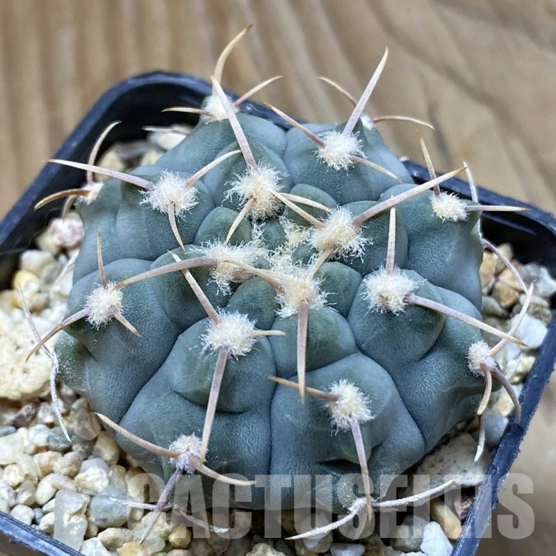 SH22654 Gymnocalycium vatteri, selection