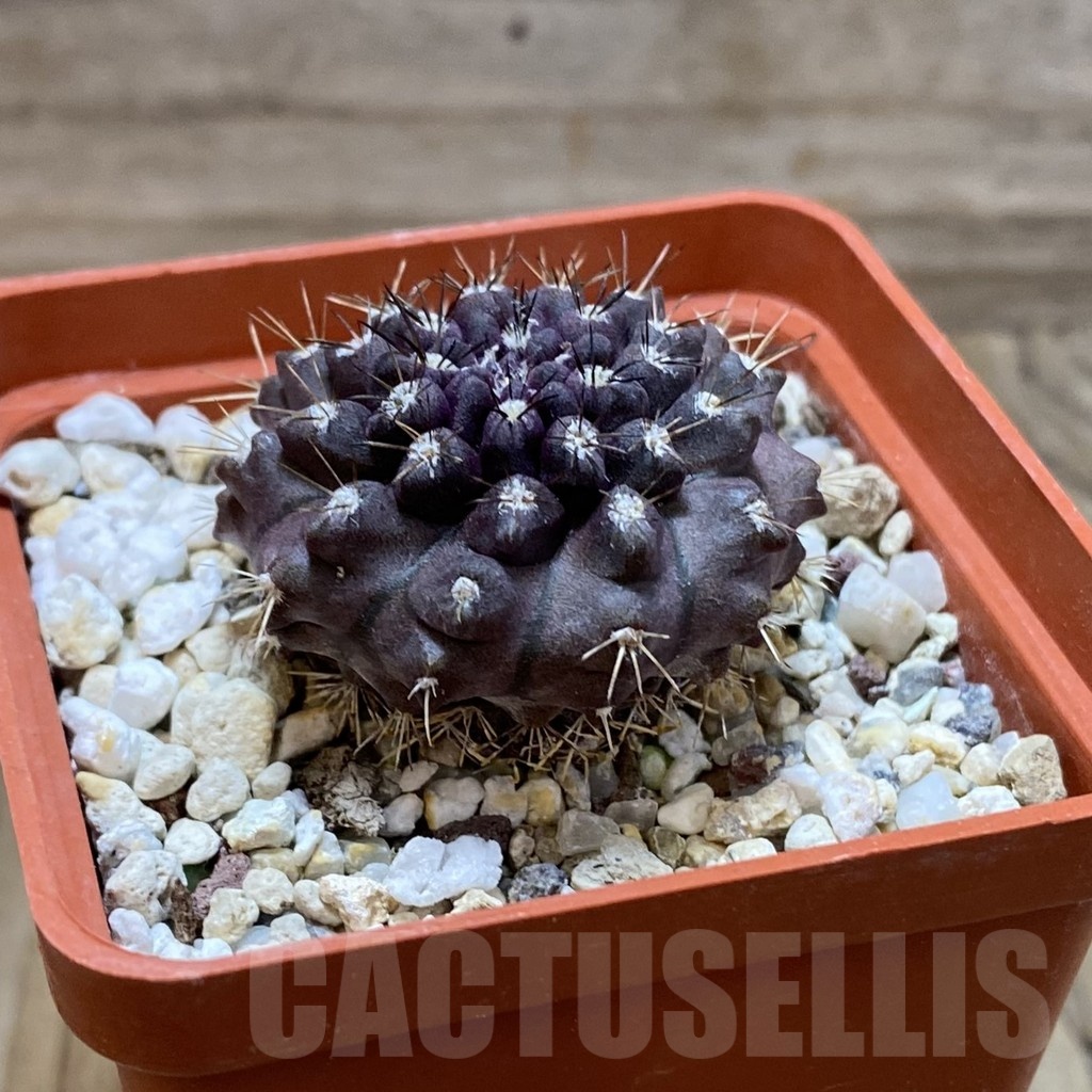 SH22626 Eriosyce aff. occulta - 画像 (2)