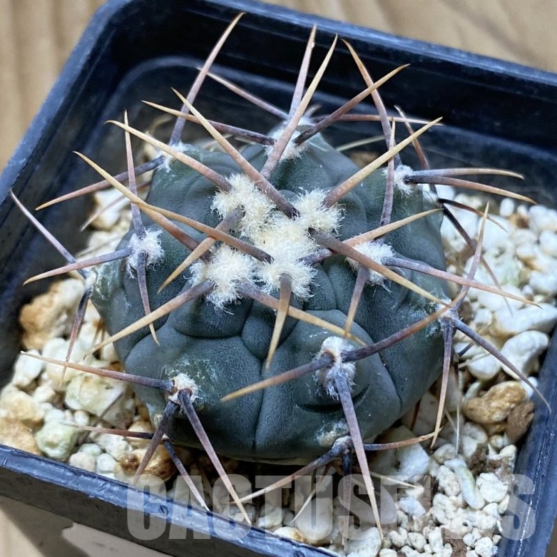 SH22655 Gymnocalycium vatteri, selection