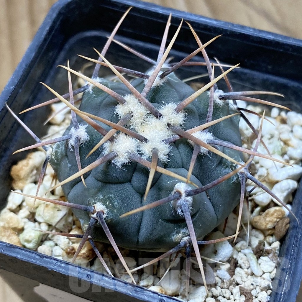 SH22655 Gymnocalycium vatteri, selection