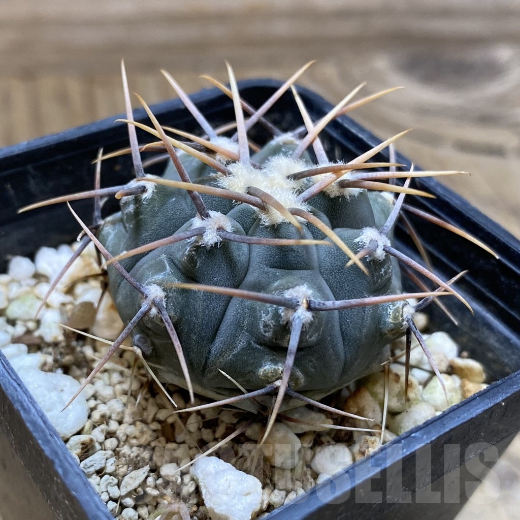 SH22655 Gymnocalycium vatteri, selection - Imagen 2