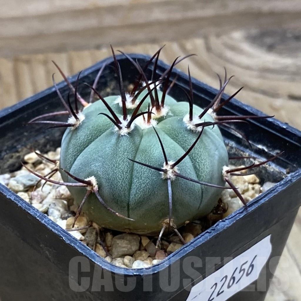 SH22656 Gymnocalycium cabreraense VOS2122 - Image 2