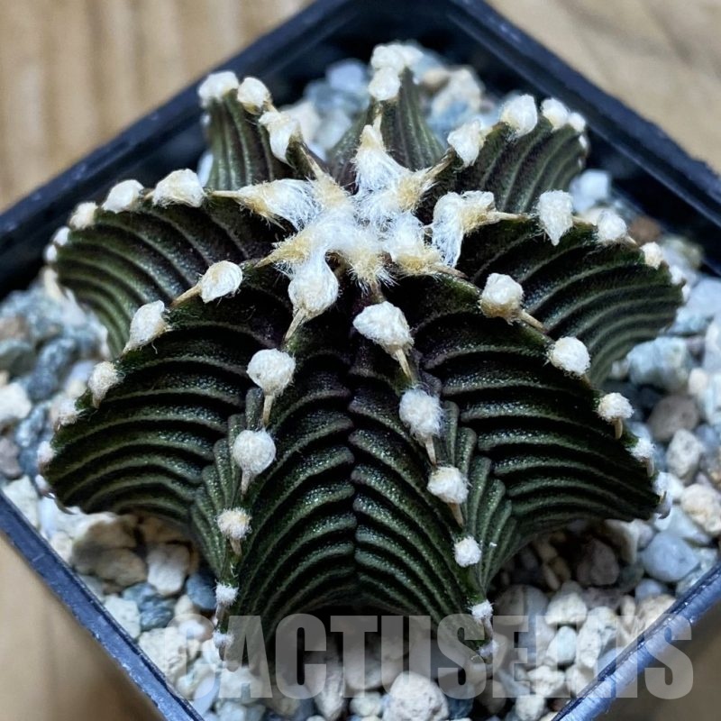 SH22860 Gymnocalycium friedrichii VOS1241