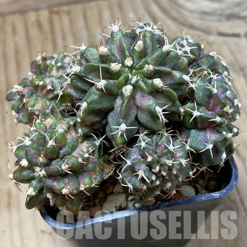 SH22861 Gymnocalycium mihanovichii ‘T-Lux’